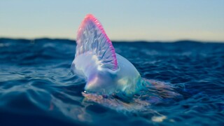 海洋里会钓鱼的生物，每天能钓100多条，其毒液堪比毒蛇