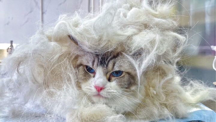 Giving a ragdoll cat a shower