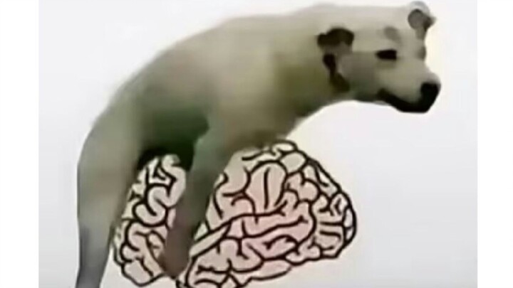 Peringatan: Video ini berisi banyak start move tanpa frame dan kalimat yang panjang serta rumit!