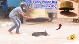 Best Funny Plastic Box Prank on Dog, Super Funny Video Must watch @Mister FunTube