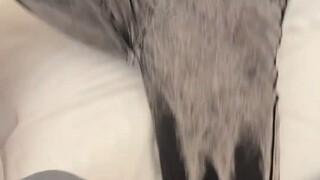 Nghĩ mà xem, NP cũng không thể tùy tiện chọn bừa một con gấu được, cái quái gì vậy?