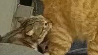 Ibu saya mengambil foto anak kucing yang sedang berkelahi.