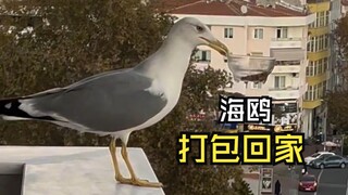 那些让人惊叹的动物视频！