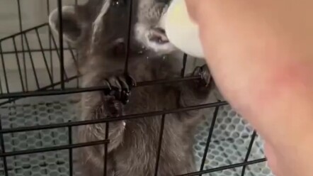 Mulutnya bulat sekali