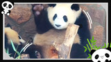 Tarian Bahu Goyang Panda