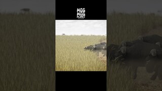 Buffalo - MOGMOG PLANET Observation Diary | It's Anime #shorts #anime #animals