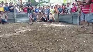 naka chamba 3 wins champion