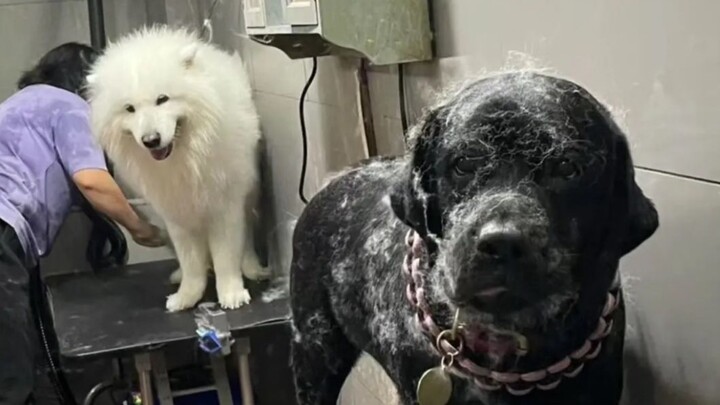 "Who says this dog is good? This dog is just too much!"