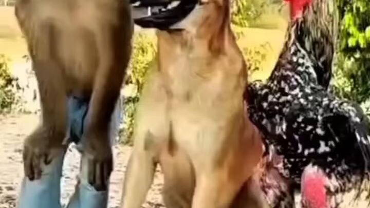 #komedi#monyetdankawannya