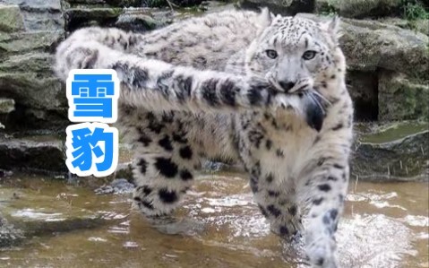 Báo tuyết: Chào mọi người, tôi là vua của dãy núi tuyết! Đói quá! Đói quá!!