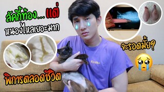 อัพเดตน้องแมว “ลัคกี้ท้องแล้ว” แต่หนองไหลเยอะมาก (ต้องพิการตลอดชีวิต) | Fararim Story