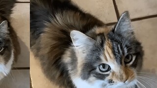 แมวโอเคน่ารักมาก พูดโอเคกับทุกอย่างที่คุณพูด!