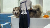 เพ็ทน่ารัก|หมาโดนหลอกให้อาบน้ำ
