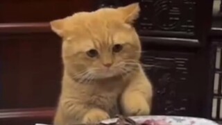 ماذا تفعل إذا كان طفلك يحب الأكل؟