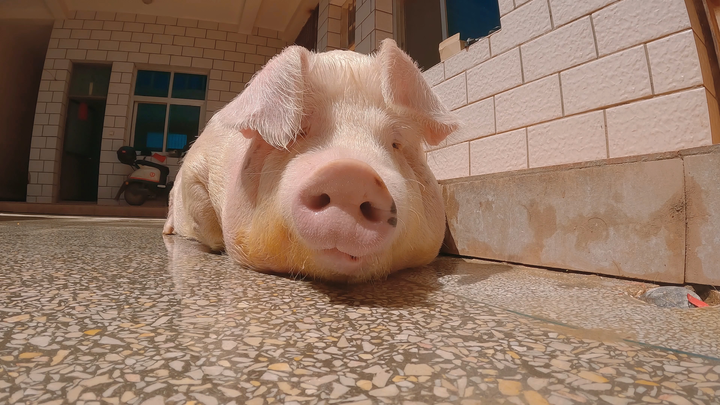 Just washed two pigs today!