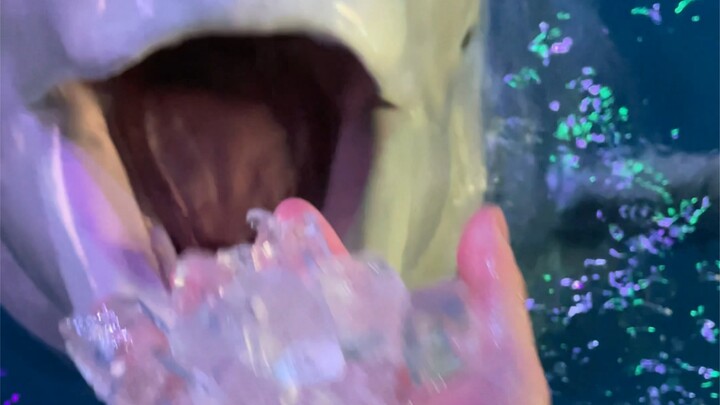 Xiao Hei, dengar nih—setelah aku pulang kerja, dia enggak rela berpisah sama aku. Perasaan hewan ter