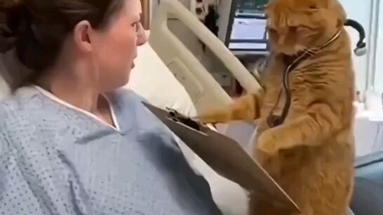 cat is a doctor