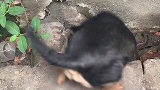 The northern mouse is hungry: I'm hungry, I'm picking up some food from the roadside. The southern m