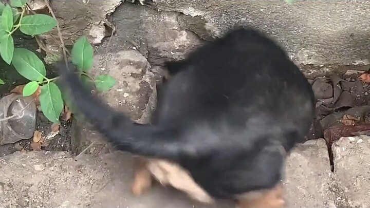 Tikus utara lapar: Aku lapar, aku sedang mengambil makanan dari pinggir jalan. Tikus selatan lapar: 