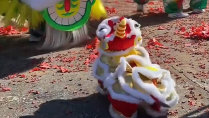 When the Little Dog Meets the Lion Dance Team