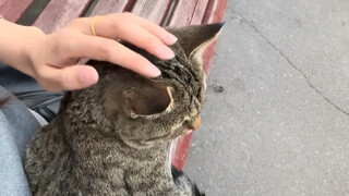 I met a cat on the road and it insisted on walking with me.