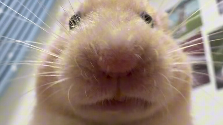 الخضروات المجوفة من Tree Tree