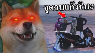 จุดจบแก๊งชิบะ GTA V roleplay