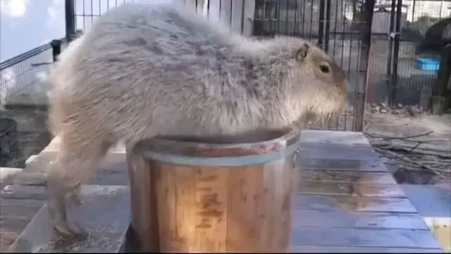Capybara bathime