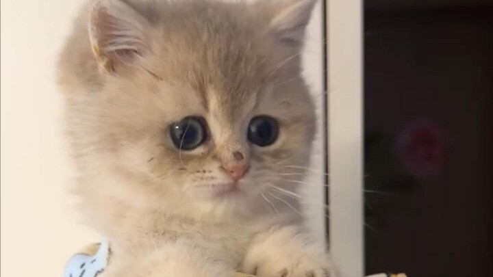 Tantangan memotong kuku kucing kecil