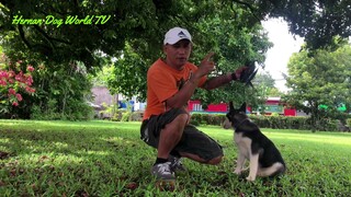Basic Obedience training for Siberian Husky | 4th day training | watch and learn