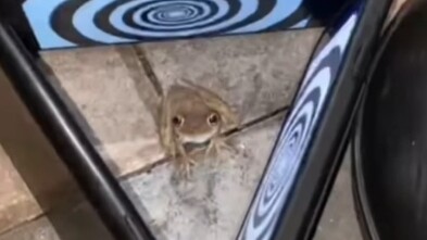 Mencoba Membuat Seekor Kodok Kecil Pusing