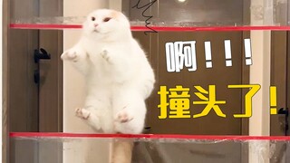 The cat's eyesight is too bad, right? It even bumped into me!