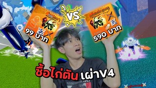 สอนซื้อไก่ตันเผ่าV4 99บาท VS 590บาท จะได้เผ่าอะไร? Blox Fruits