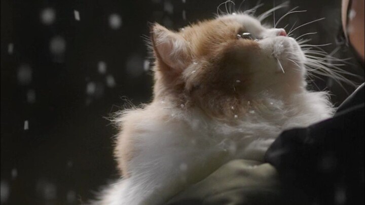 Dad took me to see the snow! Even cats in Guangdong want to see snow!