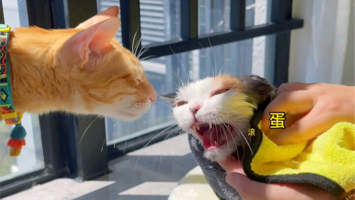 Hai hôm trước thời tiết đẹp, mình đã tắm cho bé Hoa. Cô bé này cả năm rồi chưa được tắm…