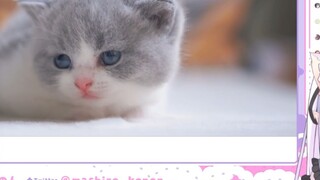 Japanese lolita watch cute cat cubs become cute