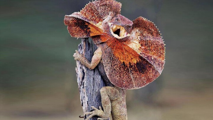 The Frilled Lizard: Fierce and imposing on the outside, but not very tough in a fight.