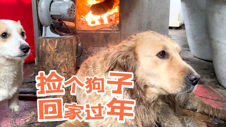 Nhặt một chú chó về nhà đón Tết!