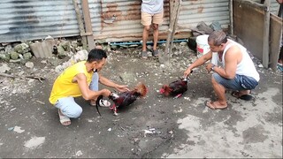 myahinVSmyahin brodcock dalawang inahin partida nakadilaw samen