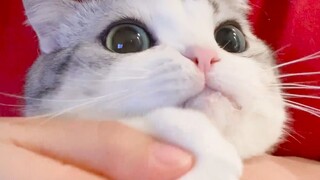 【日常】猫咪喝完水嘴边还挂着水珠，自己还一脸懵不知情~