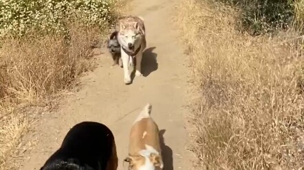 The Children of King Dalì