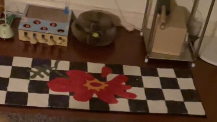 When I accidentally kicked my cat off the bed...