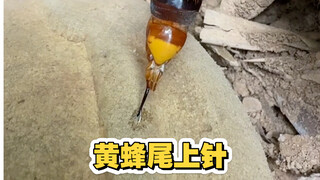 The mouth of a bamboo snake, the sting of a wasp's tail