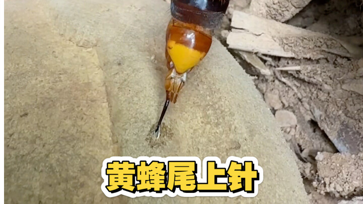 The mouth of a bamboo snake, the sting of a wasp's tail