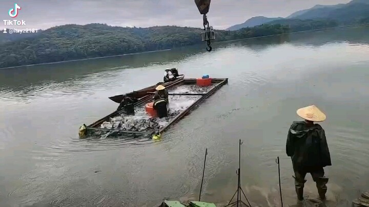 捕鱼