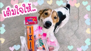 โลกของแสนดี ตอน ซื้อปลอกคอมาแจกหมาจร