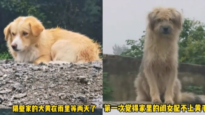 الأمير الوسيم يقع في حب الأرملة المصابة بالفصام.. الكلاب ببساطتها العجيبة!