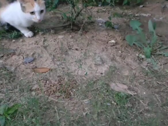 การล่าในห้องที่กำหนดเองของฮาคิมี