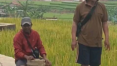 perjuangan menarik ikan bawal jumbo