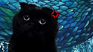 我发现我家猫就是个臭弟弟！越不让他干啥他就越干啥！